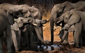 Водопой у слонов