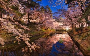 Канал и цветущая сакура