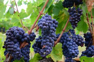 Темный виноград
