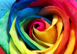 Разноцветная роза
