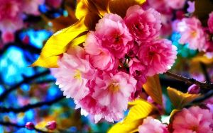 Цвет сакуры