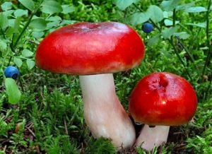 Красные грибы сыроежки