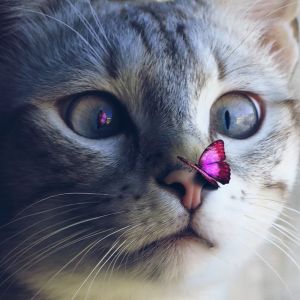 Котенок и бабочка