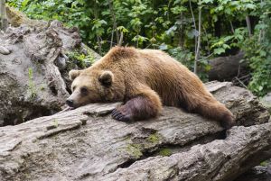 Медведь отдыхает