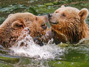 Медведи в воде