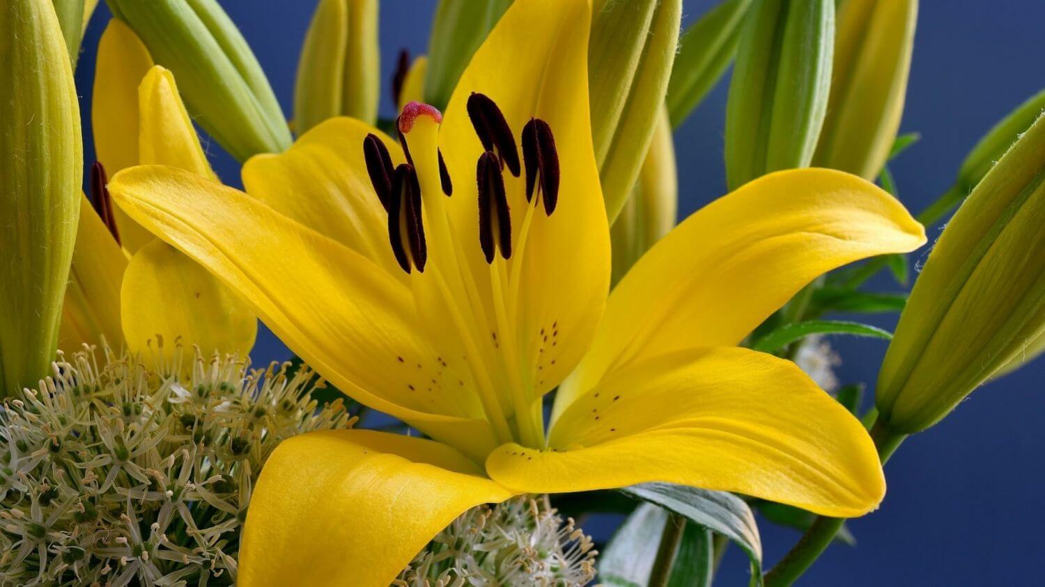 Лилия цветок желтая