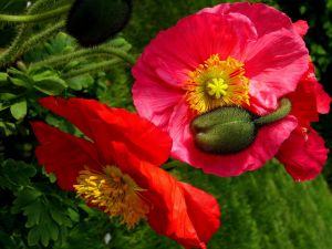 Мак голостебельный