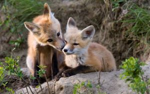 Два лисёнка