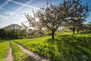 Плодовый сад