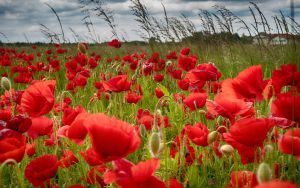 Мак луговой