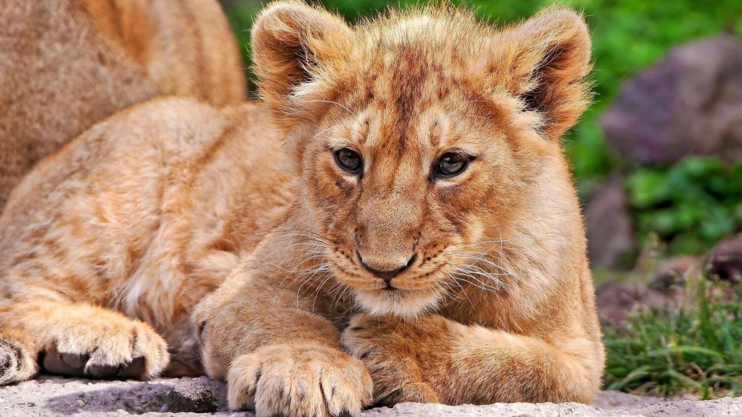 Пазл рыжий львенок (животное, малыш, лев, львенок, хищник) - разгадать ...

