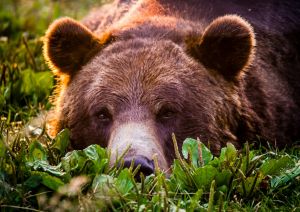 Усталый медведь