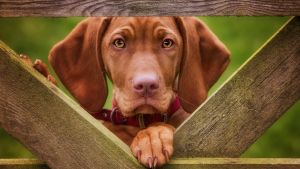 Венгерская выжла