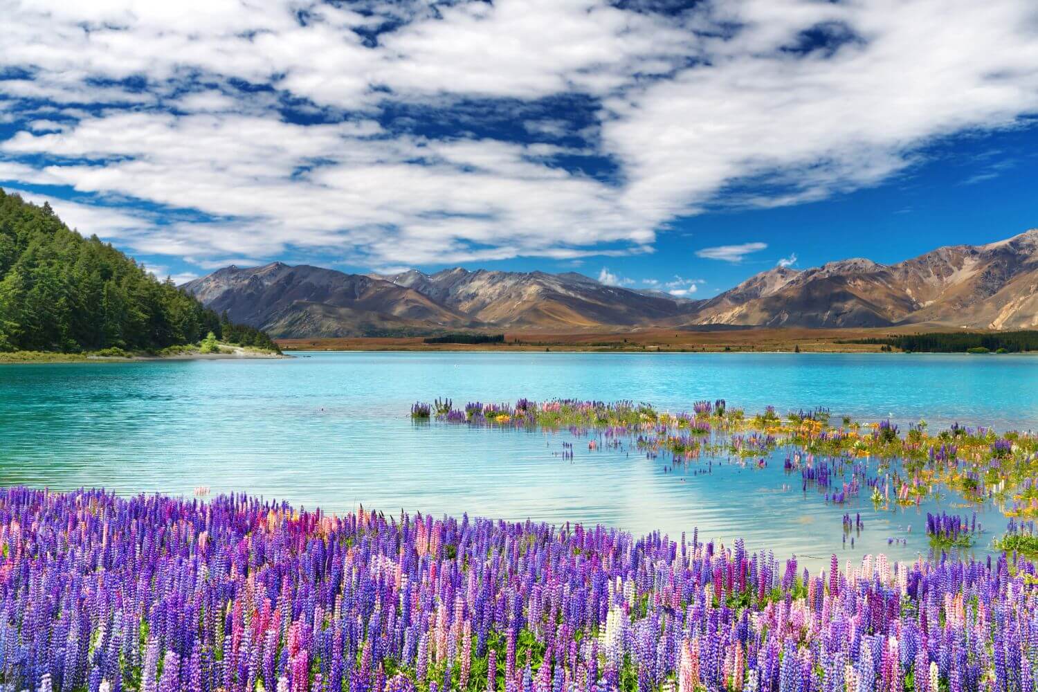 Озеро Текапо в новой Зеландии фото