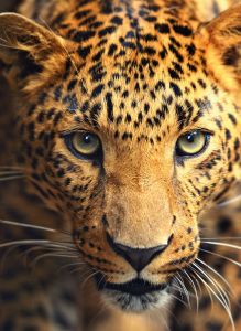 Леопард макро