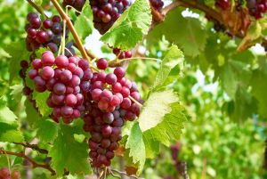 Бордовый виноград
