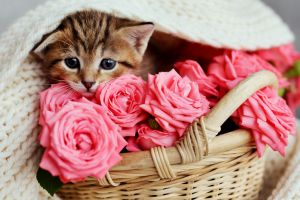 Котенок и розы