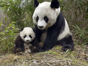 Панда и малыш