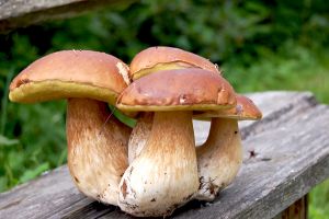 Белые грибы на скамейке