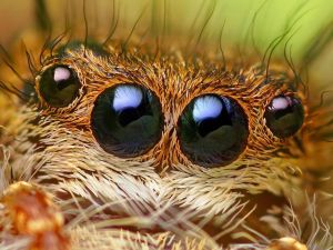 Глаза паука