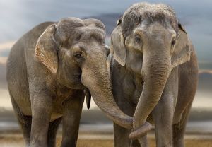 Влюбленные слоны