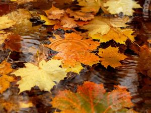 Листья клена на воде