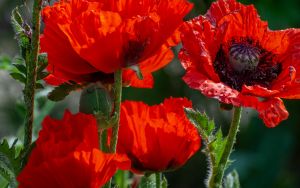 Маки в близи