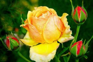 Желтая роза и бутоны