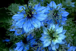 Чернушка дамасская