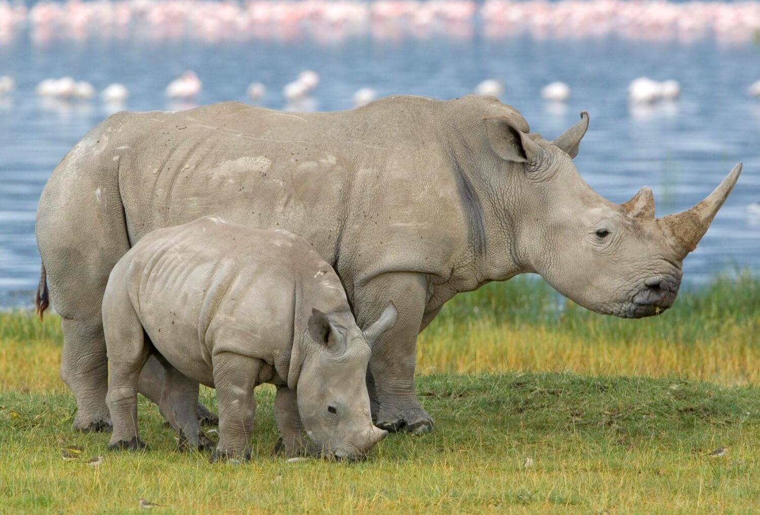 Белые носороги