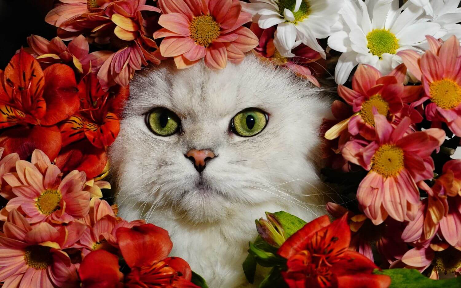 Котопес фото в цвете