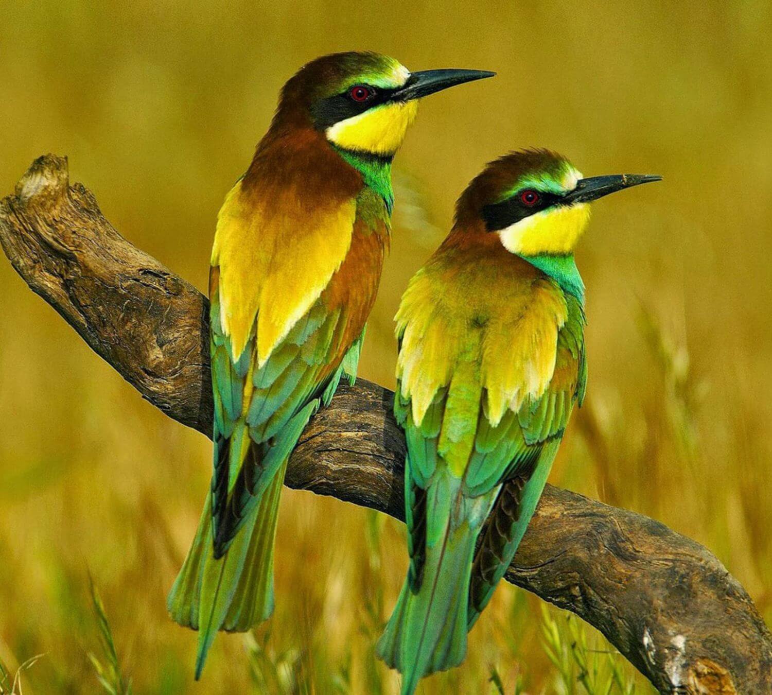 Две желтые птицы