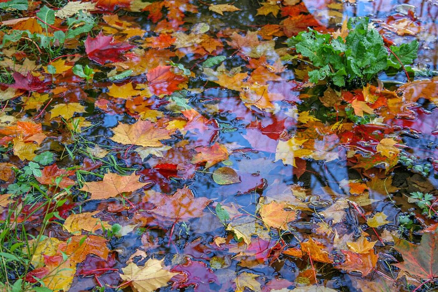 Мозаика осенних листьев
