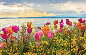 Тюльпаны у озера