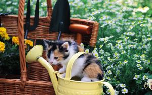 Котенок в лейке