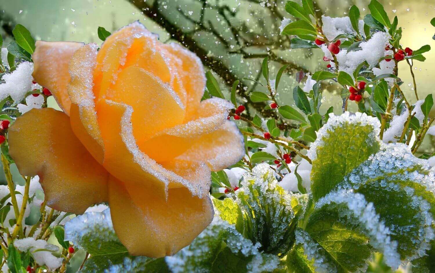 Желтая роза в снегу
