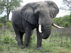 Взрослый слон