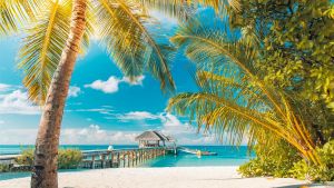 Тропический пляж с пальмами