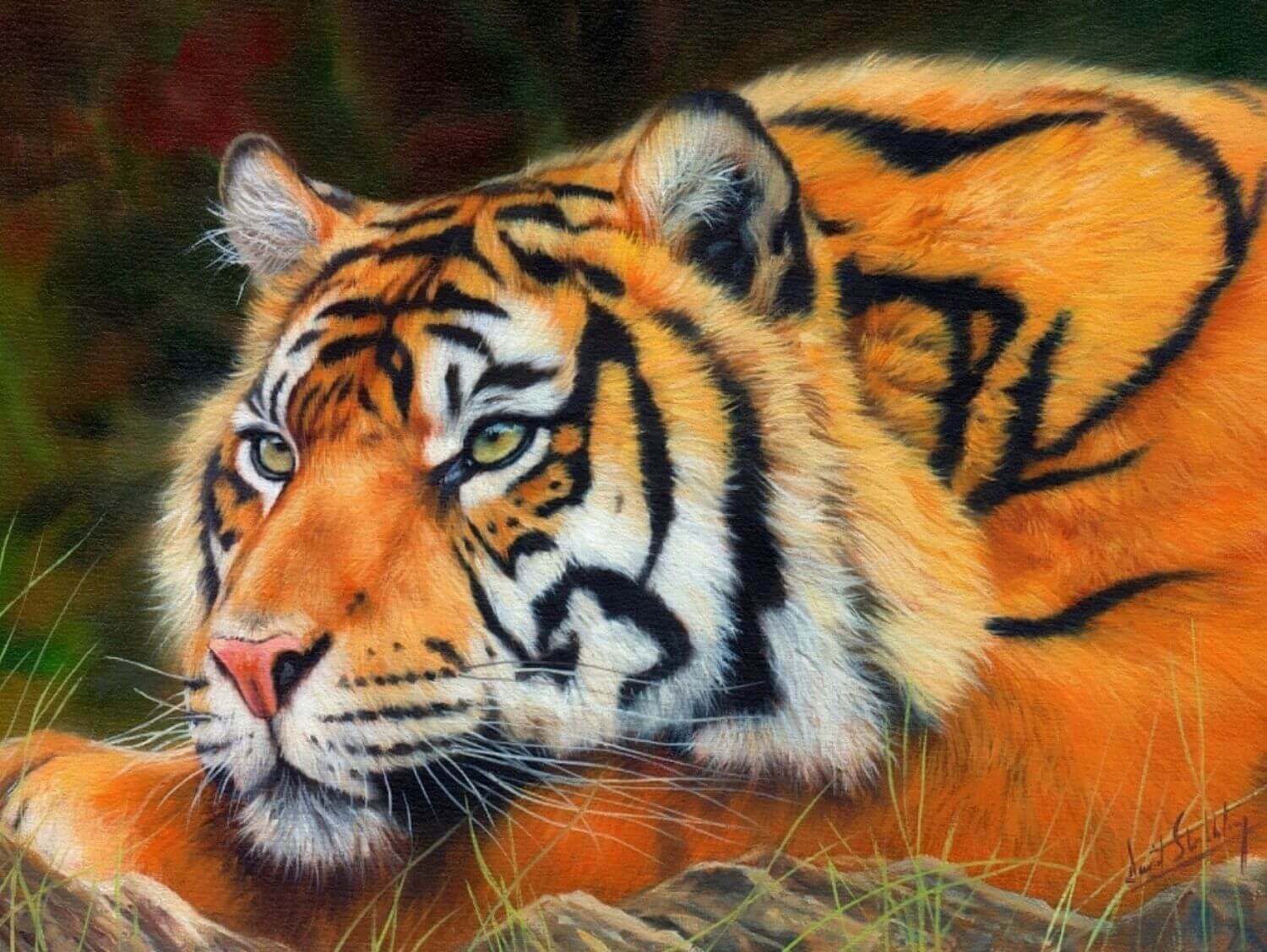 Картина по номерам суматранский тигр