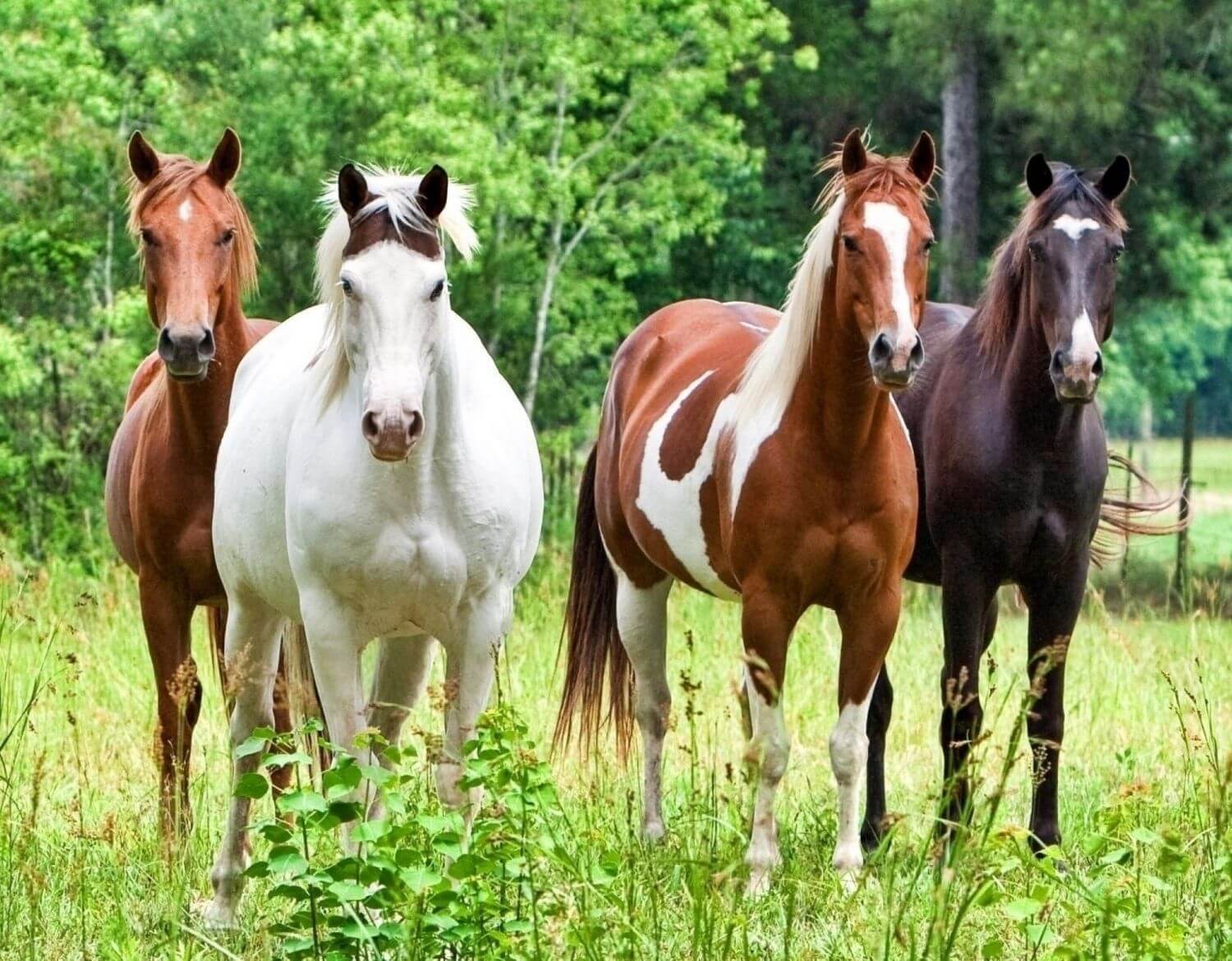 Четыре лошадки