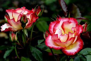 Роза чайно-гибридная найнэ