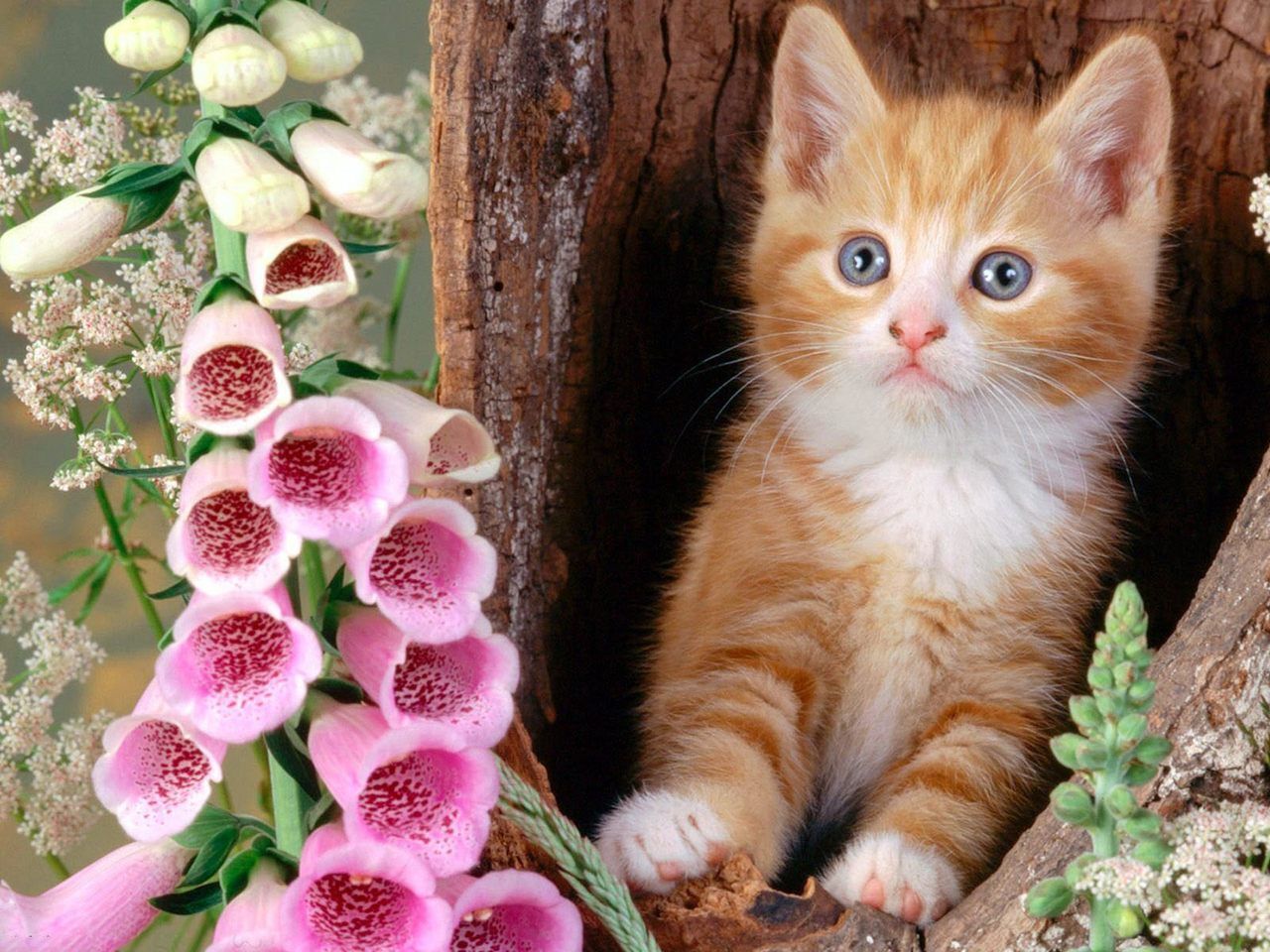 Котик и цветок