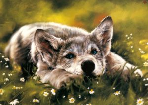 Волчонок в траве