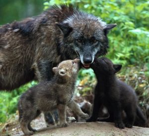 Волчица с детьми