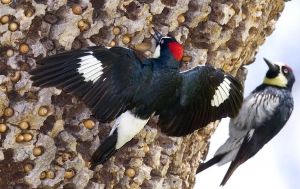 Муравьиный меланерпес