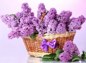 Сирень в корзинке