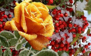 Зимний цветок