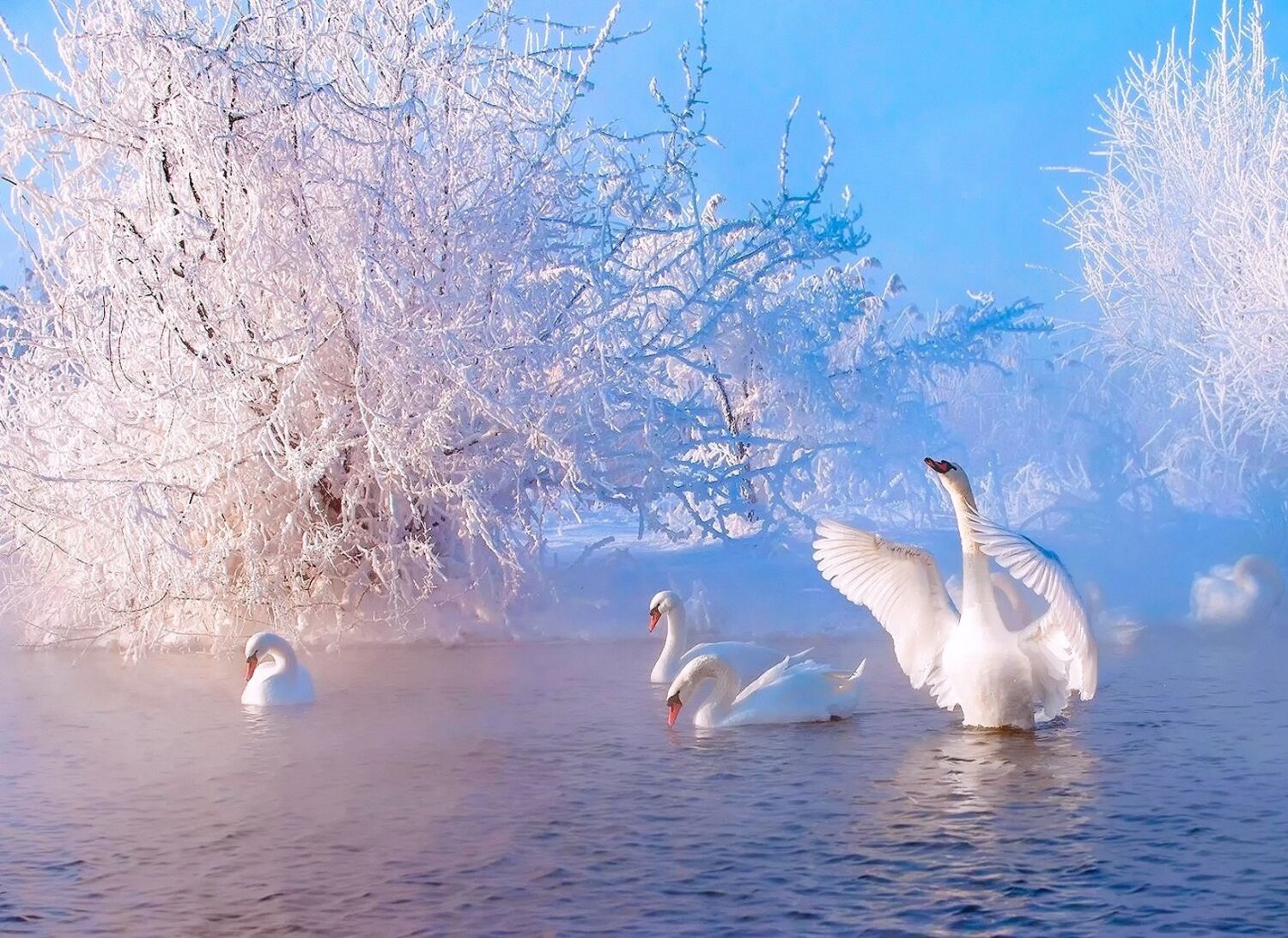 Лебеди и зима
