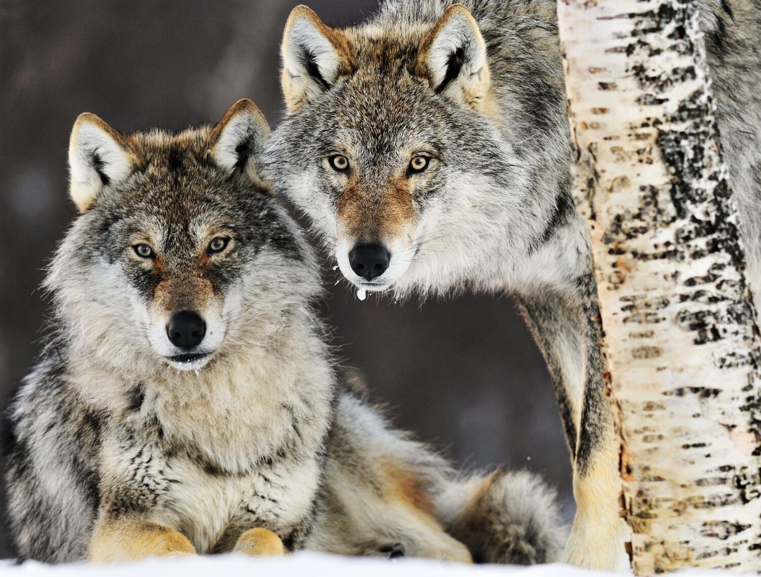 картинки волк и волчица красивые