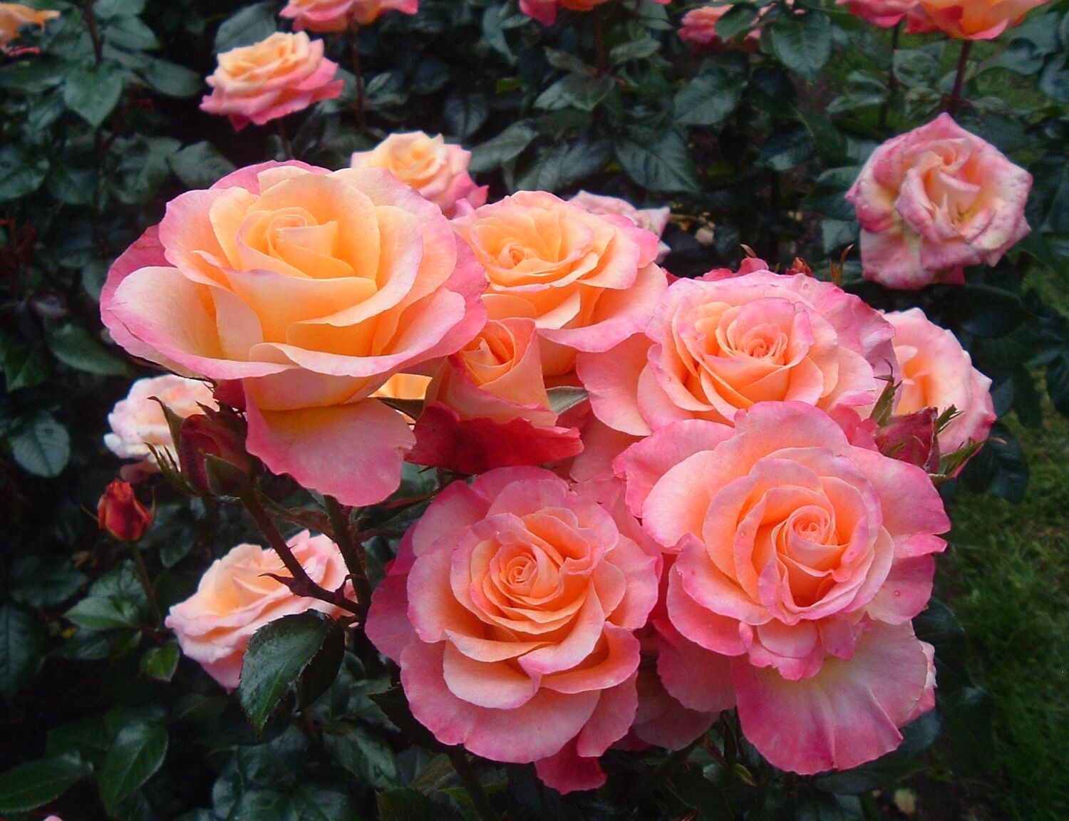 Клумба с розами: оформление, схема и сочетание. Что можно посадить вместе с ними? | VK